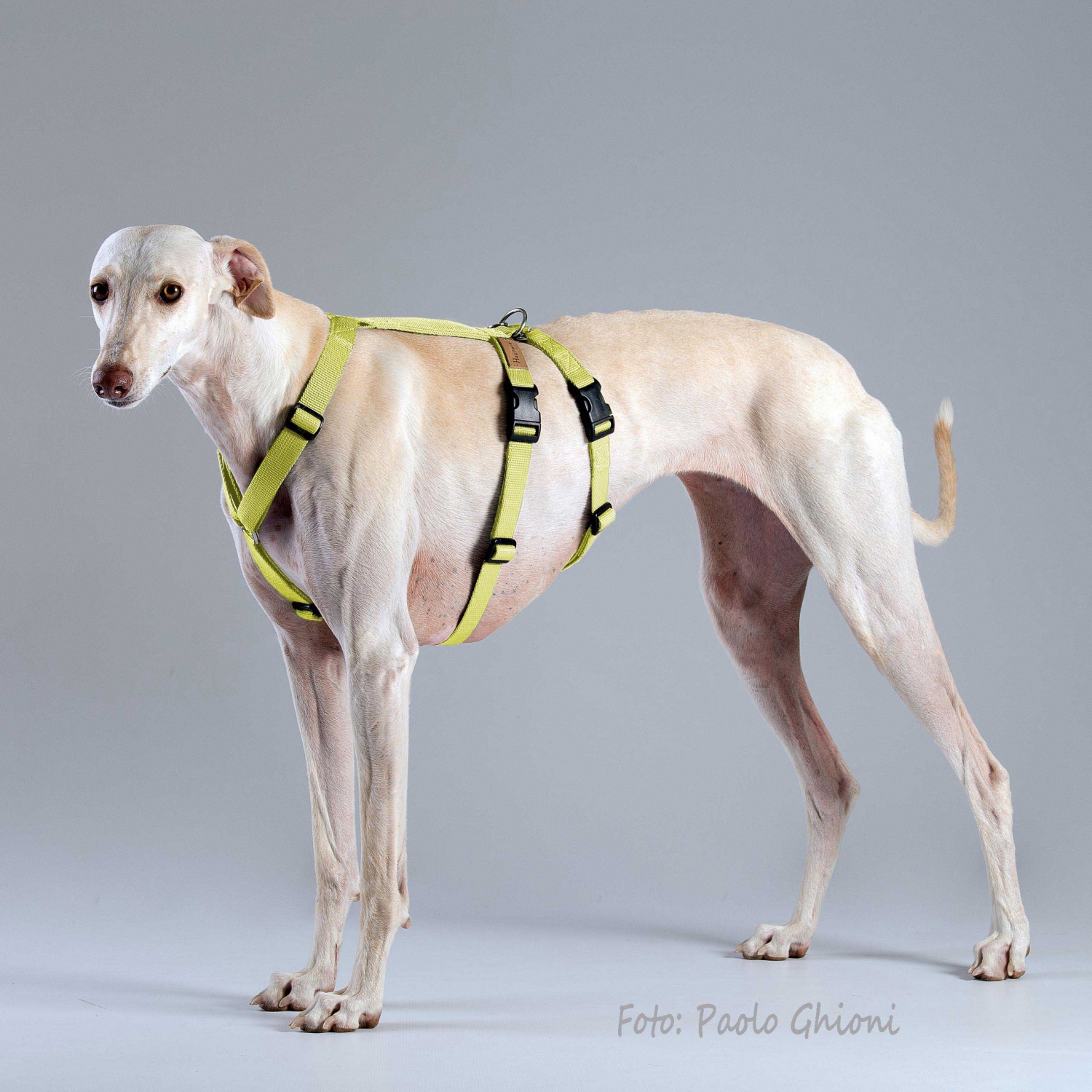 Harnesses Double H Yellow