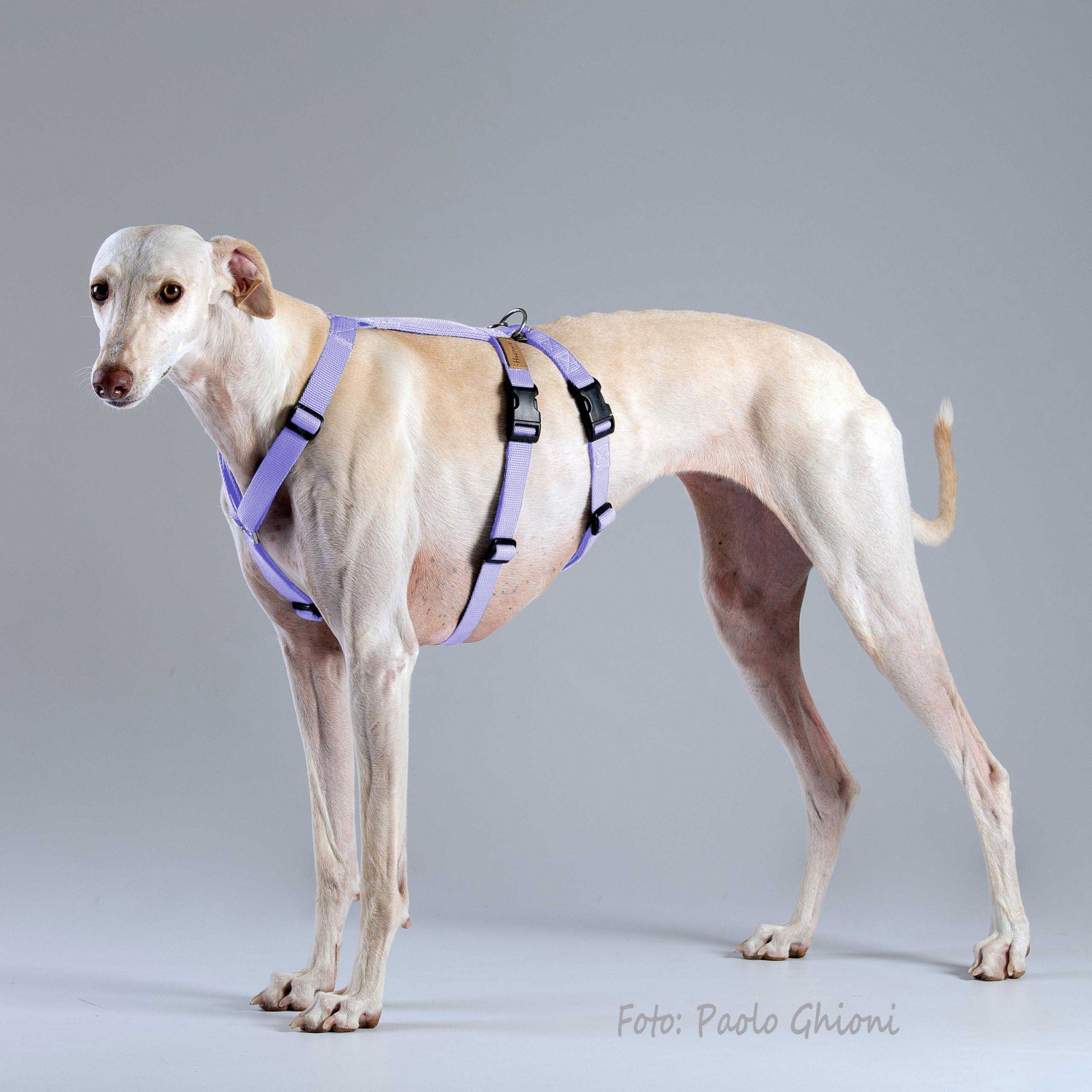 Harnesses Double H Lavender Harnesses Double H Lavender