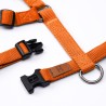 Harness Carrot