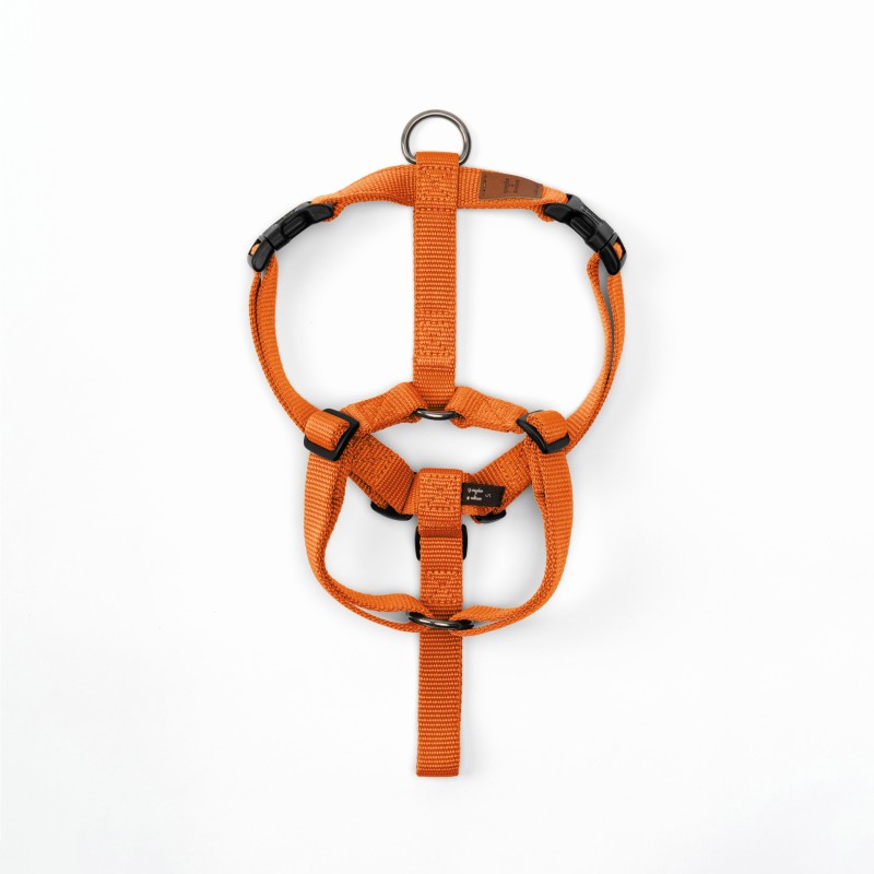 Harness Carrot
