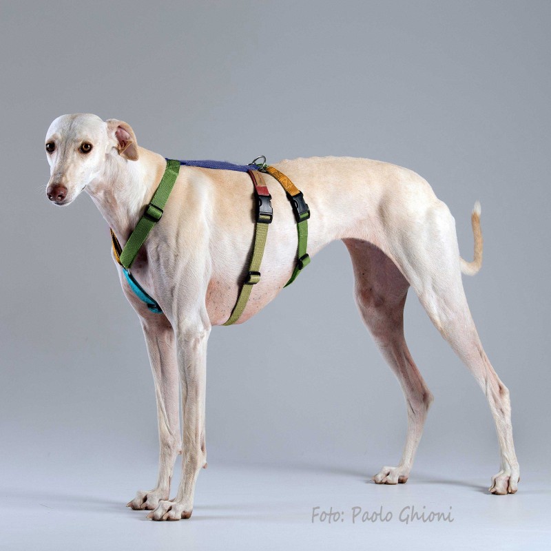 Harnesses Double H Multicolor