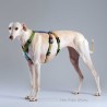 Harnesses Double H Multicolor