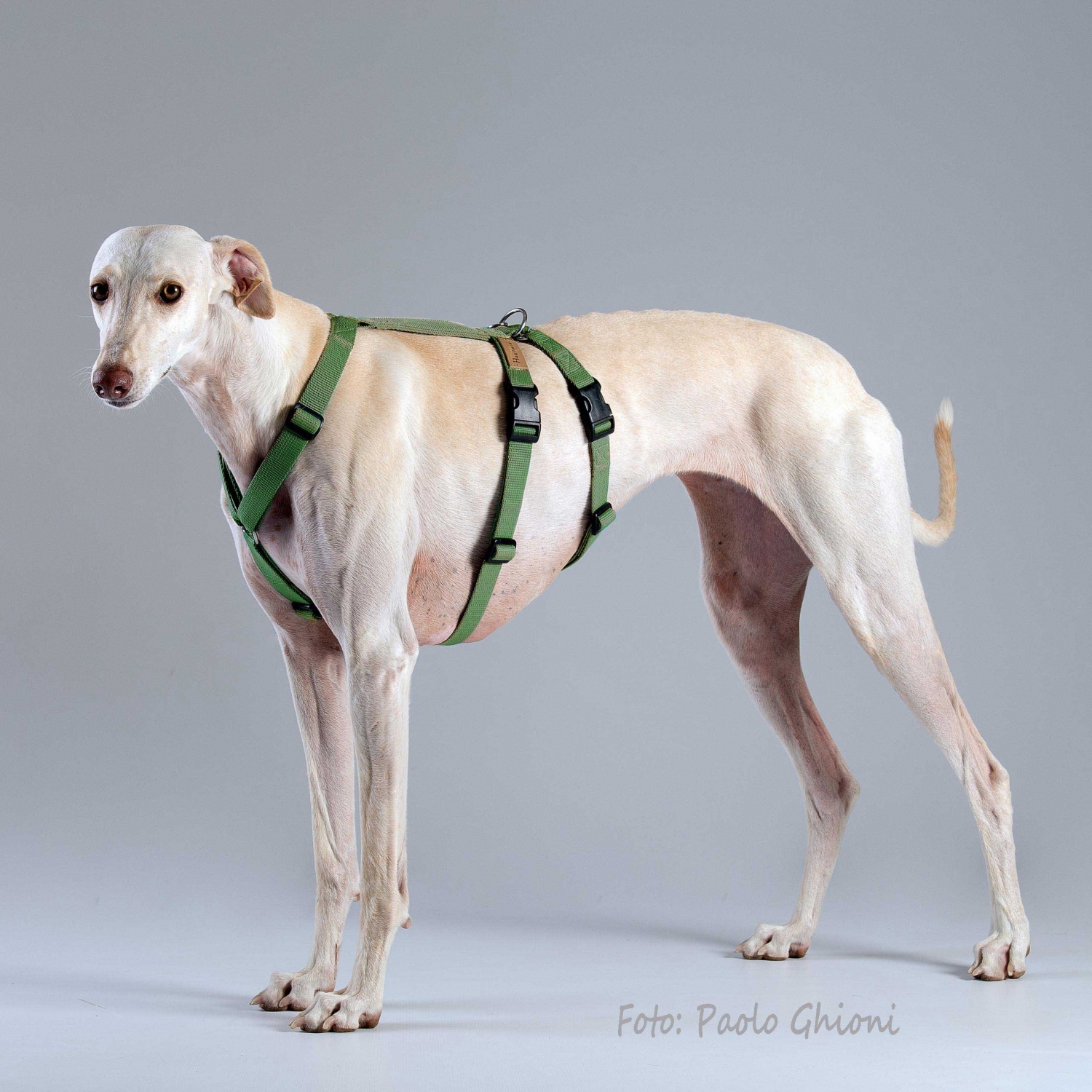 Haqihana multicolor shop dog harness