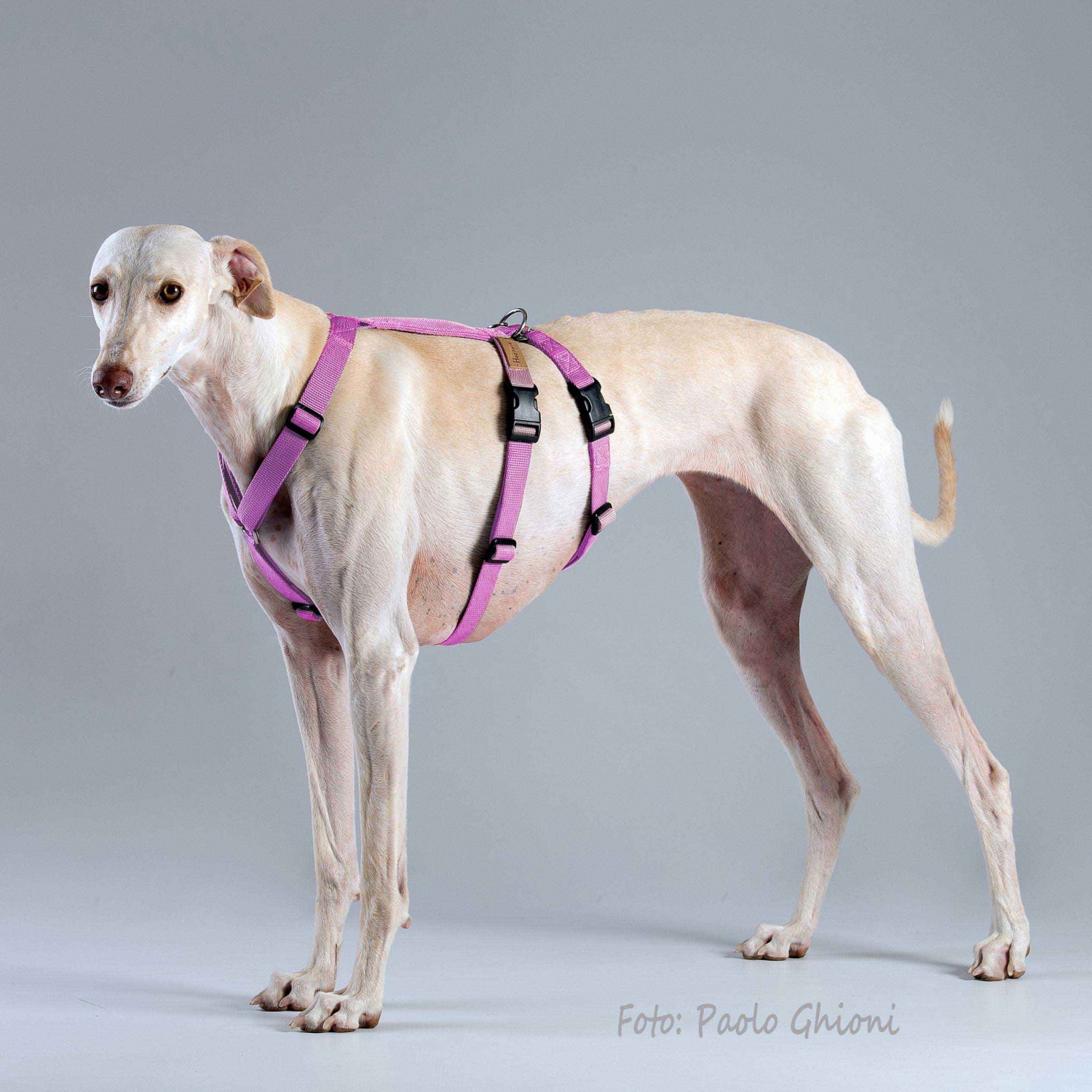 Harnesses Double H Pink