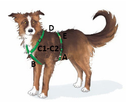 Dog with harness